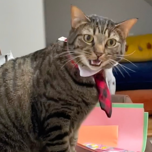 Meet your Posher, Jess - Picture 7 of 16